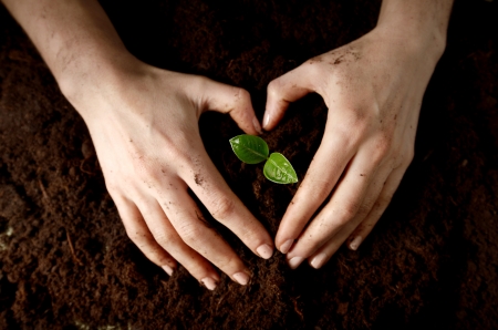 Hands with plantの写真素材