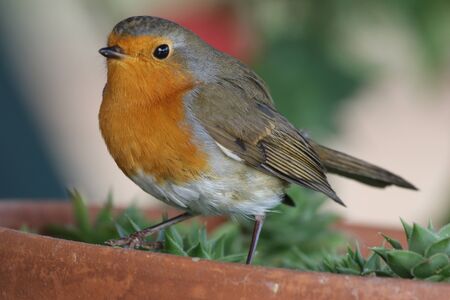 robin redbreastの写真素材