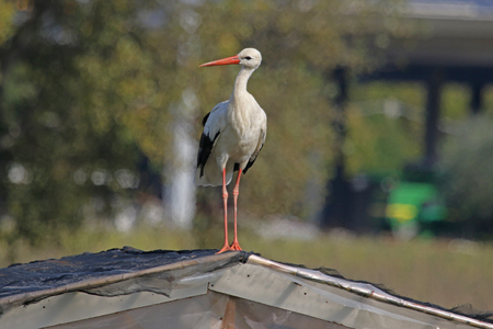 curious storkの写真素材