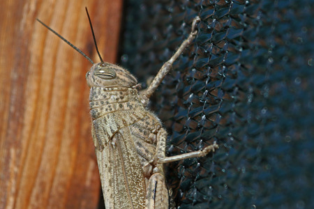 egyptian grasshopper Clearly showing striped eyeの写真素材