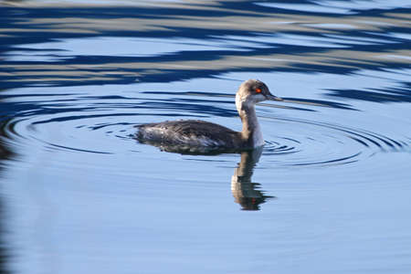 Slavonian grebe Often wrongly called Slovenian in a port near Ancona Great Crested Grebeの写真素材