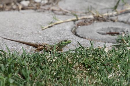 Italian wall lizard heading for cover