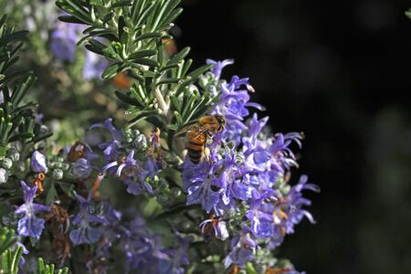 honey bee on rosemary flowerの写真素材