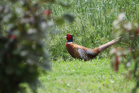 pheasant male pheasant in the undergrowth phasianusの写真素材