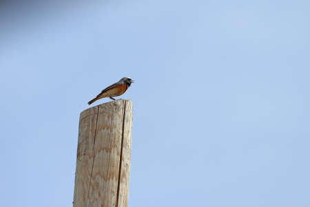 redstart on telegraph pole phoenicurus thrushの写真素材