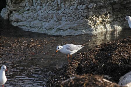Mediterranean gull or black-headed gull feedingの写真素材