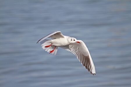 Mediterranean gull or black-headed gull in flightの写真素材