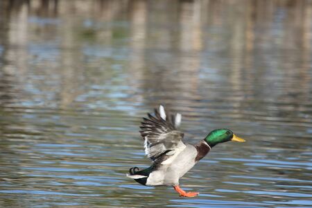 mallard or germano reale coming in to landの写真素材