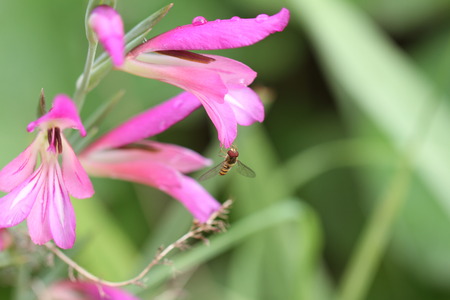 hover fly on wild gladioli or gaudy glad also known as sword lily irisの写真素材
