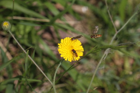 two hover-flies and an incoming on a yellow flowerの写真素材