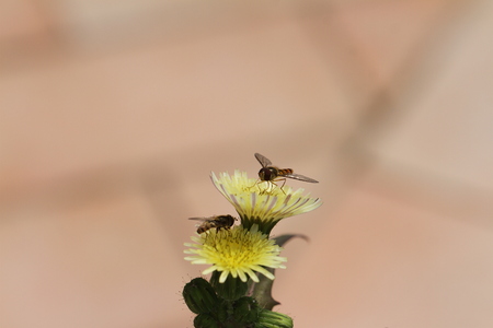 hover-fly on yellow weed