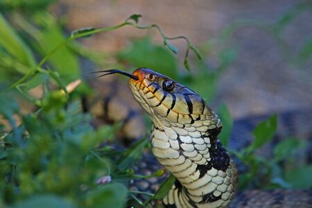 hissing Eurasian grass snake or natrix natrix often called ringed or water snake in Italy close up