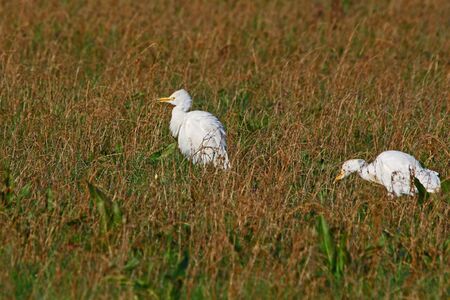 cattle egrets in winter feeding on flooded agricultural field in Central Italy starting to show breeding colours Latin name bubulcus ibis and once called a buff-backed heron by Ruth Swanの写真素材