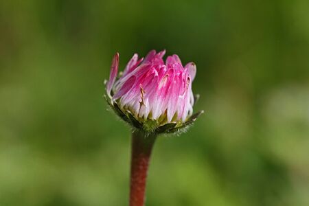 common European lawn daisy bud very close up Latin name bellis perennis compositae hardy perennial at eye level and about to flower in springtime in March in Italy by Ruth Swanの写真素材