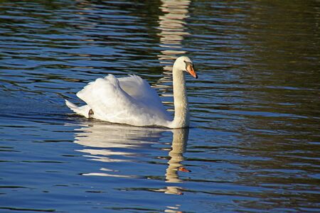 mute swan elegantly swimming and calling Latin name Cygnus olor family anatidae in the river Thames at Port Meadow in Oxford in October by Ruth Swanの写真素材