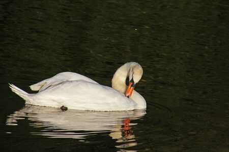 mute swan elegantly preeningの写真素材