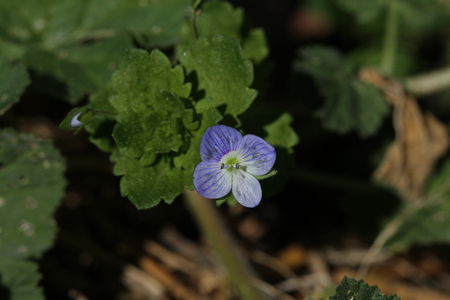 birdeye speedwell or common field speedwell Latin name veronica persica, also known as Persian, birdÃ?ï¿½Ã?Â¢Ã?Â¯Ã?Â¿Ã?Â½Ã?Â¯Ã?Â¿Ã?Â½s-eye or winter speedwell in the Mediterranean by Ruth Swanの写真素材