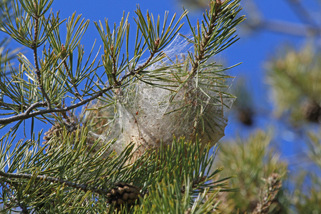 pine processionary caterpillar nest Latin name thaumetopoea pityocampa thaumetopoeidae can cause irritation in a Mediterranean pine tree pinus pinea or stone pine in spring in Italy by Ruth Swanの写真素材