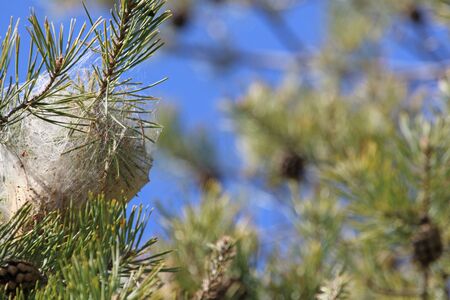 pine processionary caterpillar nest Latin name thaumetopoea pityocampa thaumetopoeidae can cause irritation in a Mediterranean pine tree pinus pinea or stone pine in spring in Italy by Ruth Swanの写真素材