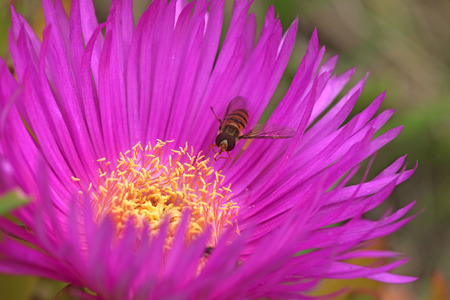 hover wasp or hover fly episyrphus balteatus on a hottentot fig carpobrotus edulis in Italy in springの写真素材