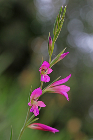 wild gladioli or gaudy glad and gladiolus byzantinus also sword lily vertically in spring in Italyの写真素材