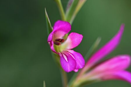 wild gladioli or gaudy glad and gladiolus byzantinus also sword lily very close up in spring in Italyの写真素材