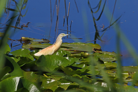 squacco heron or ardeola ralloides sgarza ciuffetto on a lily pad in Colfiorito nature reserve Italy a breeding adult similar to a bittern vulnerable statusの写真素材