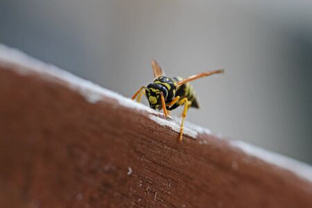 Tree wasp, or paper wasp, wings raised very close up Latin name pollistes gallicus dolichovespula sylvestris stripping wood from garden furniture in Italyの写真素材