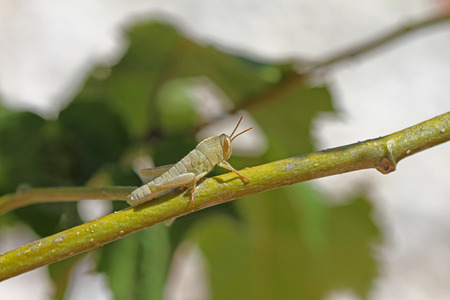 Young Egyptian grasshopper close up green in colour on a hibiscus bush v showing stripe on eye aegyptium anacridiumの写真素材