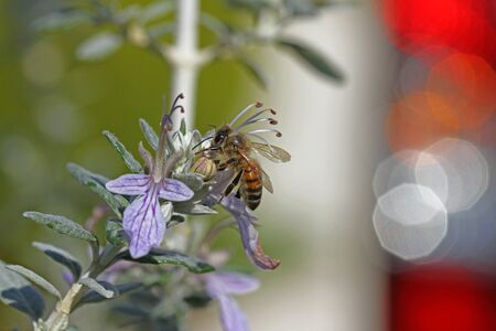 honey bee or worker very close up Latin apis mellifera collecting pollen on teucrium fruticans flower echinops bush or germander in Italyの写真素材