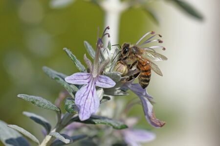 honey bee or worker very close up Latin apis mellifera collecting pollen on teucrium fruticans flower echinops bush or germander in Italyの写真素材