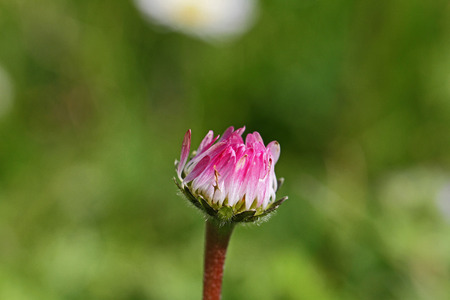 common European lawn daisy bud very close up Latin name bellis perennis compositae hardy perennial at eye level and about to flower in springtime in March in Italyの写真素材