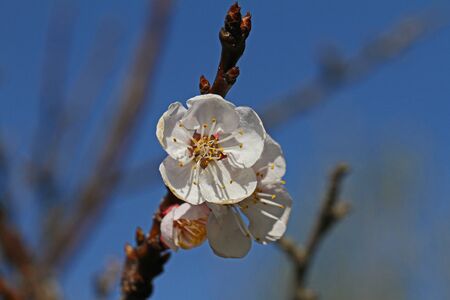 apricot fruit tree blossom in springtime in Italy Latin name prunus armeniaca rosaceae white flowers and yellow stamens early Marchの写真素材