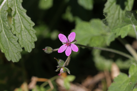 Soft or mallow-leaved storks-bill or Latin name erodium malacoides the geraniaceae or geranium family in Italyの写真素材