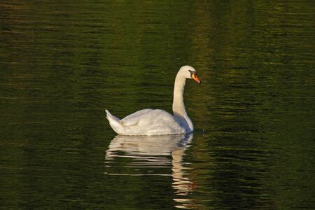 mute swan tilting its head while swimming Latin name Cygnus olor family anatidae in the river Thames at Port Meadow in Oxford in Octoberの写真素材