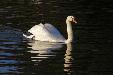 mute swan elegantly swimming Latin name Cygnus olor family anatidae in the river Thames at Port Meadow in Oxford in Octoberの写真素材