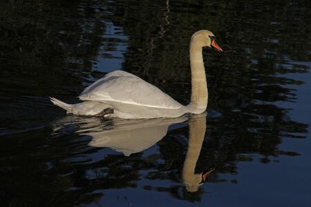 mute swan with an elegant reflection Latin name Cygnus olor family anatidae swimming in the river at Port Meadow in Oxford in October by Ruth Swanの写真素材