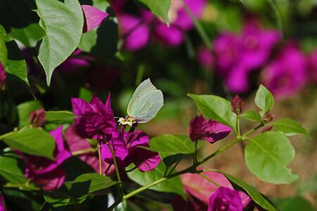 Male Cleopatra or brimstone butterfly on bougainvillea flower in Italy. Latin name gonepteryx cleopatra rhamni from pieridae group with yellow flash on wingの写真素材