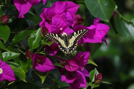 Common swallowtail butterfly feeding on bougainvillea flower Latin name papilio machaon in summer in Italyの写真素材