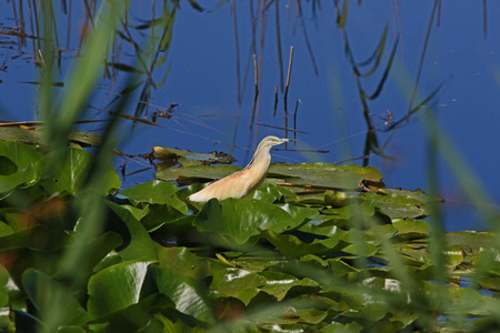 squacco heron or ardeola ralloides sgarza ciuffetto on a lily pad in Colfiorito nature reserve Italy a breeding adult similar to a bittern vulnerable statusの写真素材