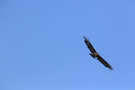 common buzzard or buteo buteo or poiana raptor falcon soaring in flight in Italyの写真素材
