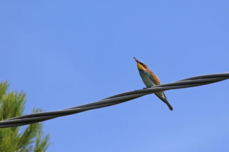 colorful bee eater Latin name merops apiaster perched on a wire eating a wasp in Italy gruccioneの写真素材