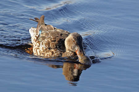 Female shoveler duck close to Latin name anas clypeata family anatidae swimming and shoveling water in the Sentina nature reserve in Poto DâAscoli Italy in late Februaryの写真素材