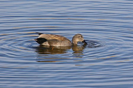 Male gadwall duck Latin name anas strepera family anatidae vulnerable status feeding in the Sentina nature reserve in Porto DAscoli Italy in late Februaryの写真素材