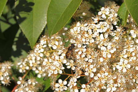 hover-fly or hover wasp Latin name episyrphus balteatus on photinia fraseri red robin flowers or blossom in Italy in springの写真素材