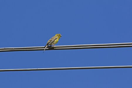 serin bird Latin name serinus serinus singing and dancing on a telegraph wire in spring in Italyの写真素材