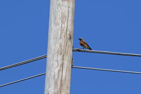 male redstart bird Latin name phoenicurus family muscicapidae feeding on insects hatching from a telegraph or telephone pole in Italy in springtimeの写真素材