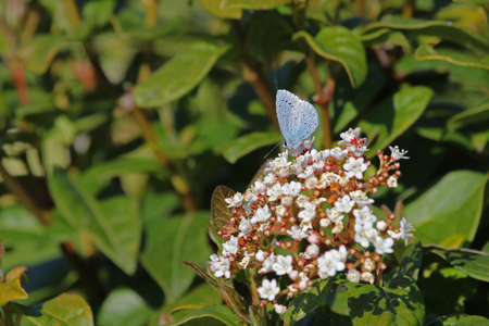 Holly blue butterfly Latin name celastrina argiolus facing left close up to right of frame feeding on a viburnum bush or flower caprifoliaceae in springtime in Italyの写真素材