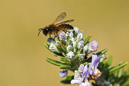 honey bee or worker bee very close up Latin apis mellifera collecting pollen on teucrium fruticans flower echinops bush or germander in Italyの写真素材