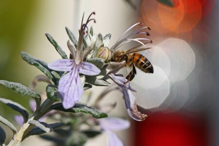 honey bee or worker very close up Latin apis mellifera collecting pollen on teucrium fruticans flower echinops bush or germander in Italyの写真素材
